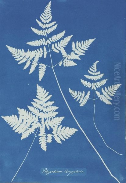 Polypodium Dryopteris Oil Painting by Anna Atkins