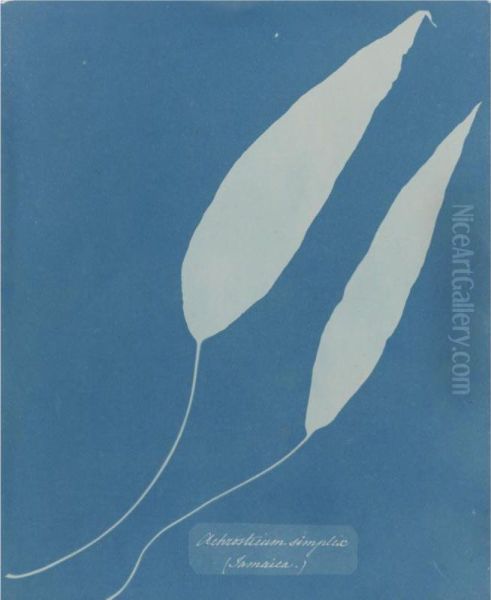 Achrosticum Simplex, Jamaica Oil Painting by Anna Atkins