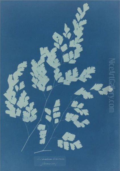 Adiantum Tenerum Oil Painting by Anna Atkins