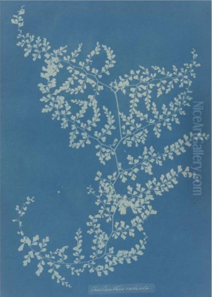 Cheilanthes Radiata Oil Painting by Anna Atkins