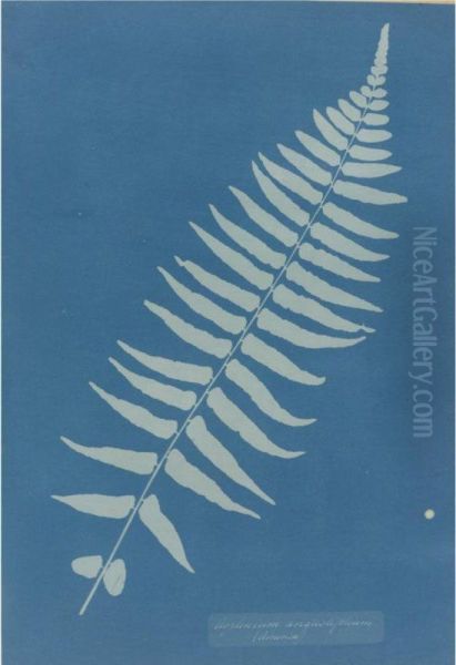 Asplenium Angustifolium Oil Painting by Anna Atkins