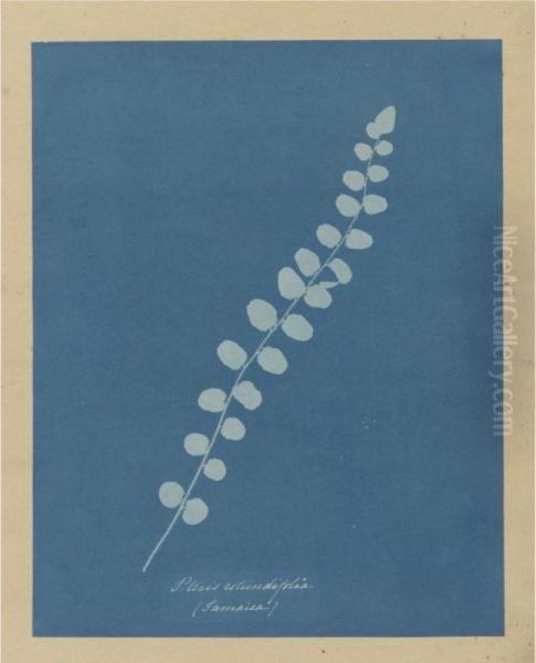 Pteris Rotundifolia (jamaica) Oil Painting by Anna Atkins