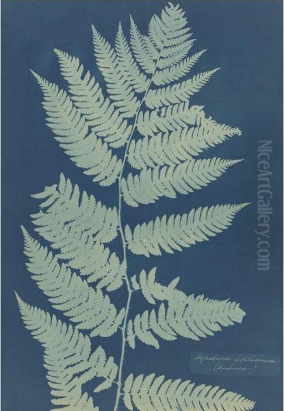 Aspidium Goldianum (america) Oil Painting by Anna Atkins