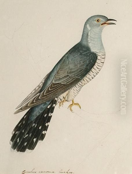 Cuculus Canorus, Cuckoo Oil Painting by Christopher Atkinson