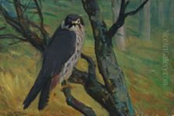 A Peregrine Falcon Looking From A Branch Oil Painting by Vilhelm Theodor Fischer