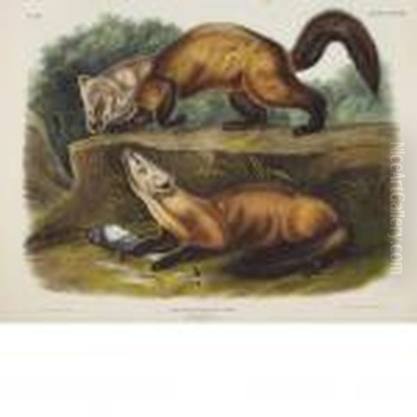 Pine Marten Oil Painting by John James Audubon