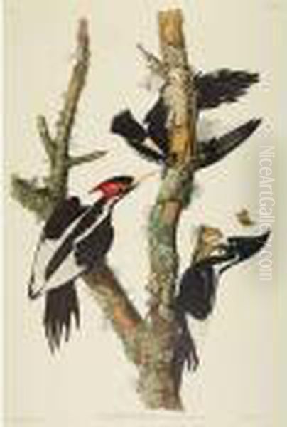 Ivory-billed Woodpecker Oil Painting by John James Audubon