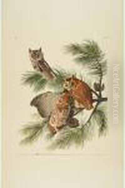 Little Screech Owl Oil Painting by John James Audubon