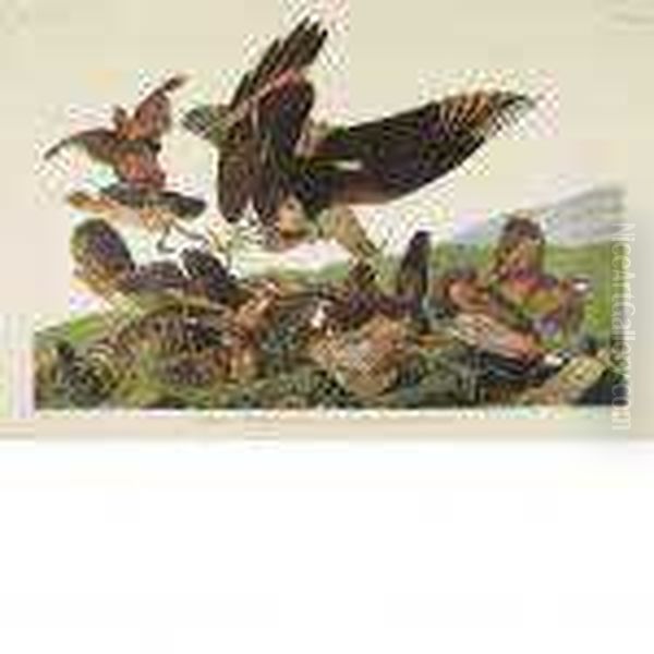 Virginian Partridge Oil Painting by John James Audubon