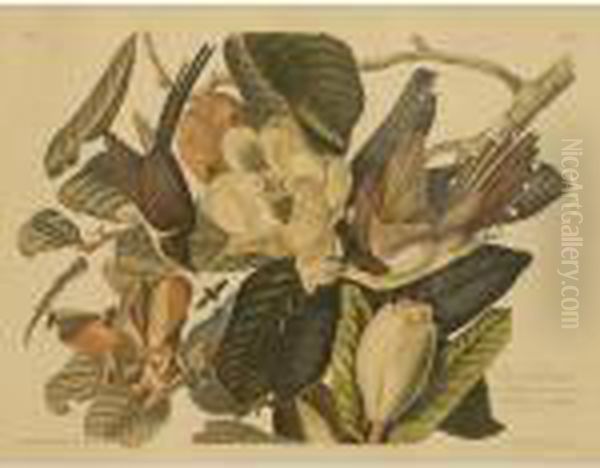 Black Billed Cuckoo Oil Painting by John James Audubon