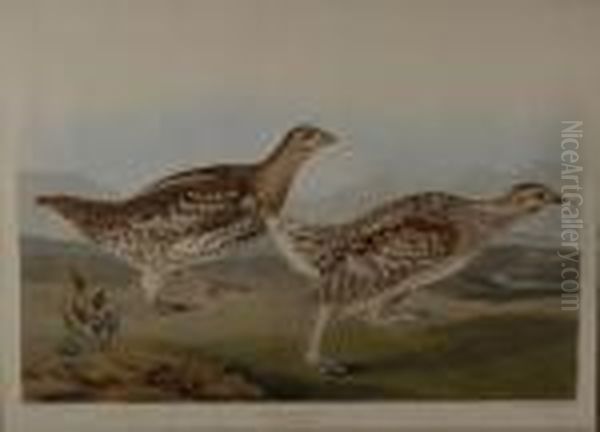 Sharp-tailed Grouse Oil Painting by John James Audubon