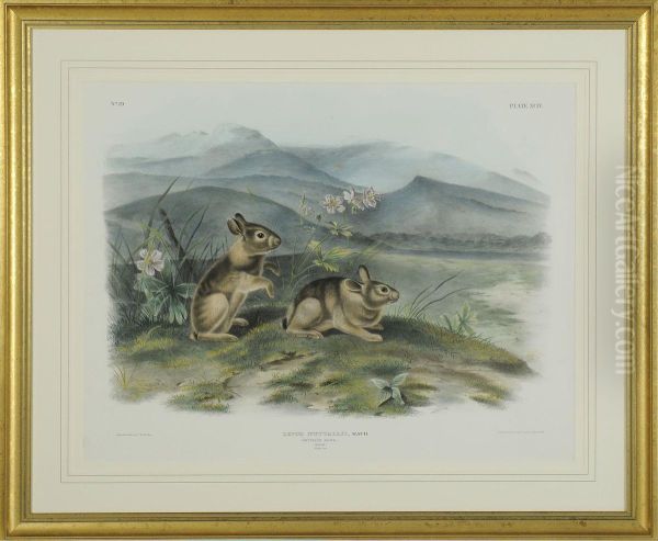 Lepus Nuttallii Oil Painting by John James Audubon