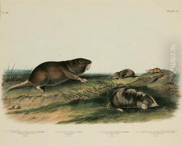 Southern Pouched Rat, Dekay's Shrew, Long-nosed Shrew Andsilvery Shrew Mole Oil Painting by John James Audubon