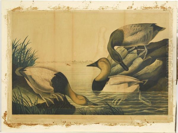 Canvasback Duck Oil Painting by John James Audubon