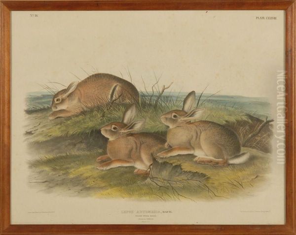 Lepus Artemesia Oil Painting by John James Audubon