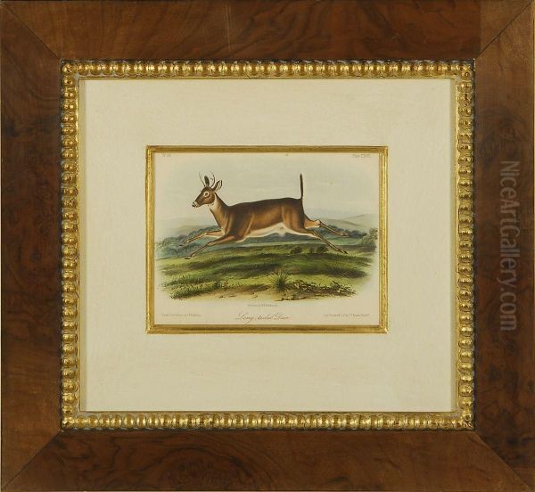 Long-tailed Deer Oil Painting by John James Audubon