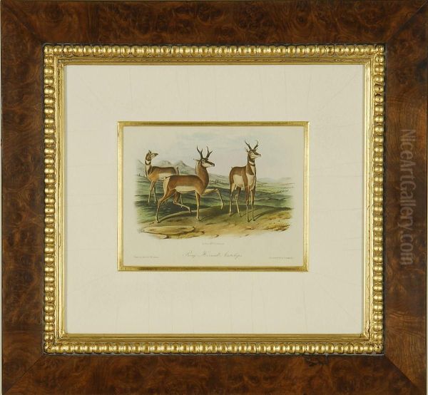 Prong Horned Antelope Oil Painting by John James Audubon