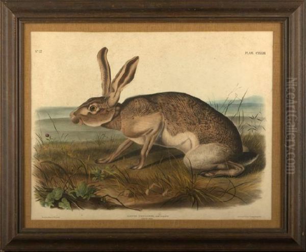 Texian Hare Oil Painting by John James Audubon