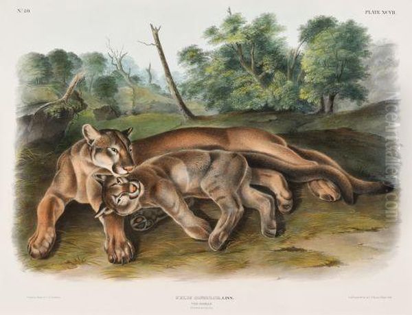 Cougar - Female And Young Oil Painting by John James Audubon