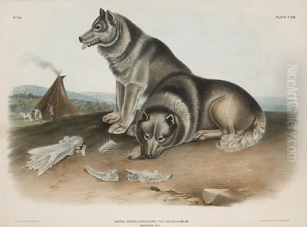 Esquimaux Dog Oil Painting by John James Audubon