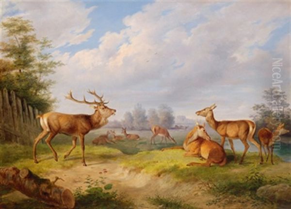 Hirsche Und Rehe In Einer Bewaldeten Landschaft Oil Painting by Johann Frankenberger