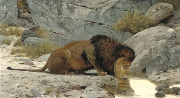 A Lion Drinking From A Watering Hole Oil Painting by Richard Bernhardt Louis Friese