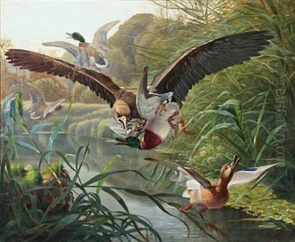 An Eagle Hunting Ducks Oil Painting by Niels Fristrupp