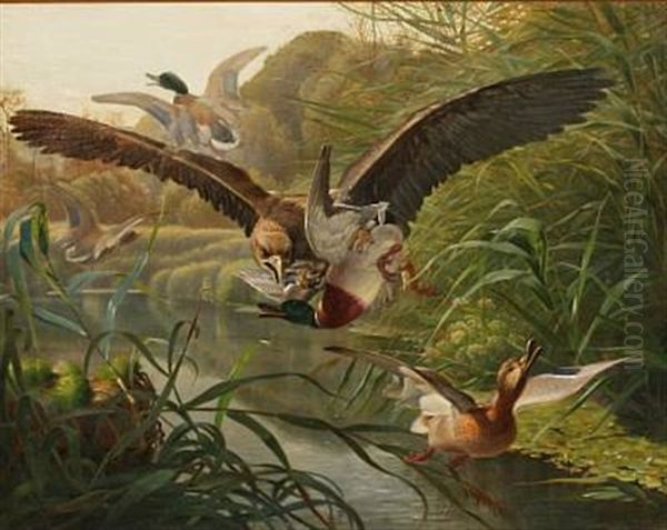 An Eagle Hunting Ducks Oil Painting by Niels Fristrupp