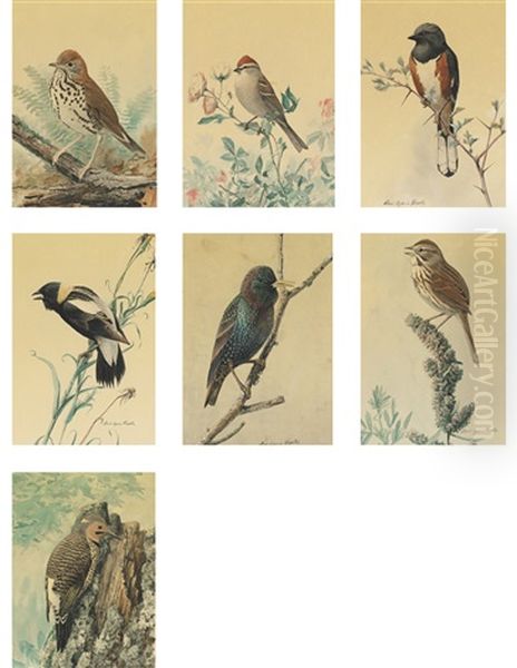 Studies Of Birds (7 Studies) Oil Painting by Louis Agassiz Fuertes