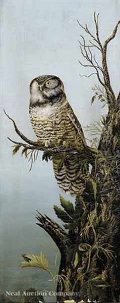 Perching Owl Oil Painting by Louis Agassiz Fuertes