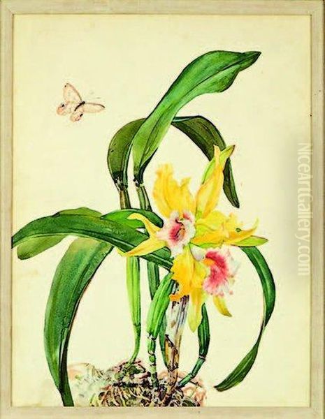 A Pair Of Cattelya Orchid Studies Oil Painting by Andrey Avinoff