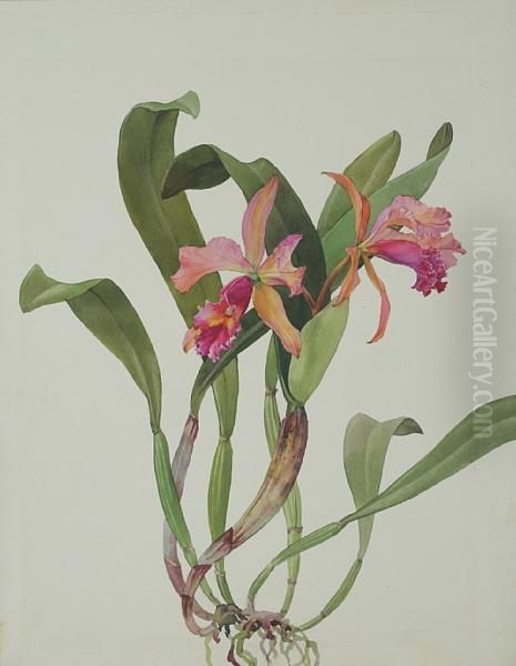 Day Joy Orchid Oil Painting by Andrey Avinoff