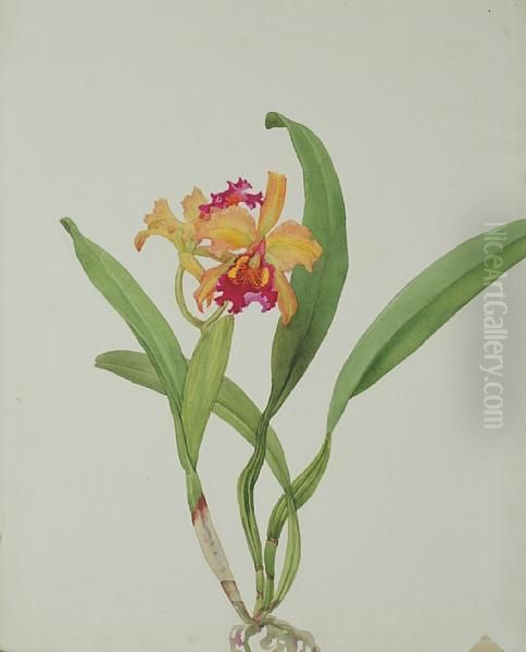 Lc Forminii Orchid Oil Painting by Andrey Avinoff