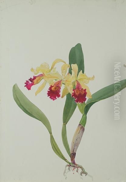 C. Edith G. Mclaine Orchid Oil Painting by Andrey Avinoff