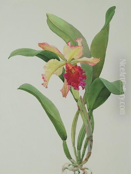 L.c. Derna Orchid Oil Painting by Andrey Avinoff