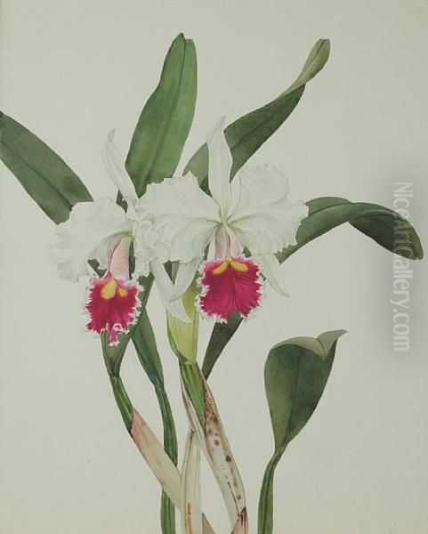 C. Trimos Alba Orchid Oil Painting by Andrey Avinoff