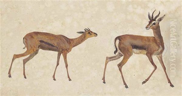 Two Studies Of Antelope Oil Painting by George Garrard