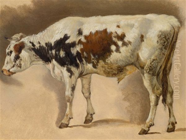 Study Of A Young Bull Oil Painting by Friedrich Gauermann