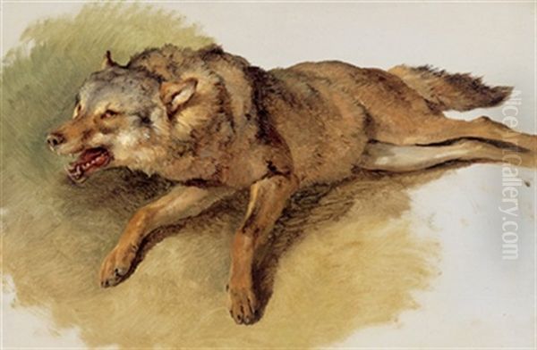 Liegender Wolf Oil Painting by Friedrich Gauermann