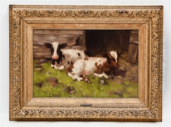 Calves In The Afternoon Sun by David Gauld