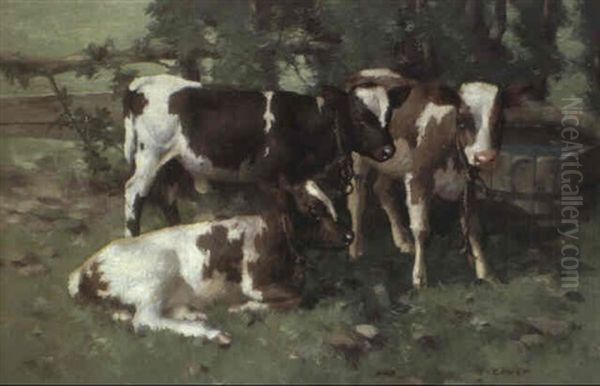 Calves By A Water Trough Oil Painting by David Gauld