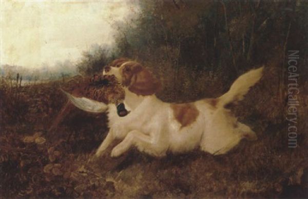 A Spaniel Retrieving A Pheasant Oil Painting by John Gifford