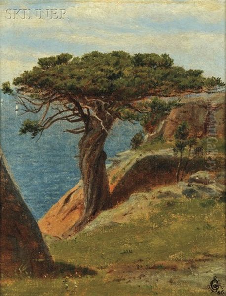 The Old Juniper Tree At Manchester, Cape Ann, Mass Oil Painting by Robert Swain Gifford