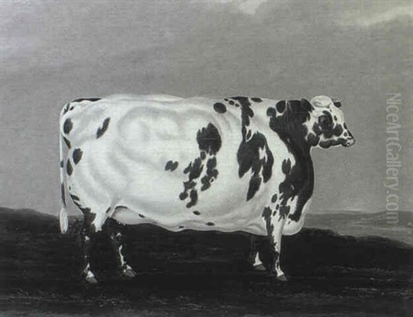 Shorthorn Heifer Oil Painting by Edmund Gill