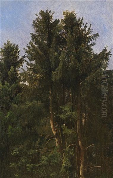 Baumstudie - Hohe Nadelbaume Im Waldesdickicht Oil Painting by Christian Friedrich Gille