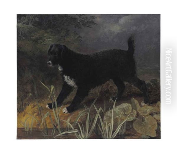 A Portrait Of The Black And White English Water Spaniel 'tim Oil Painting by Sawrey Gilpin