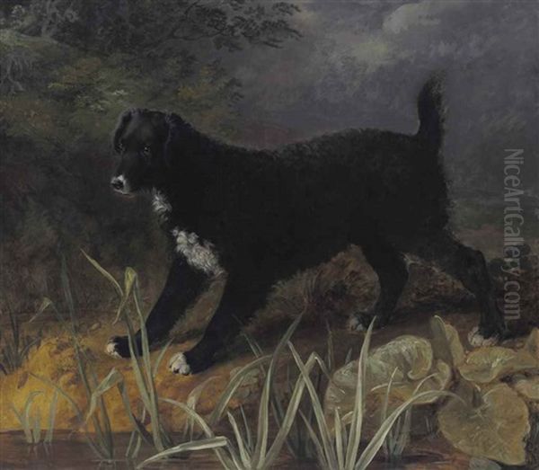 A Portrait Of The Black And White English Water Spaniel 'tim Oil Painting by Sawrey Gilpin