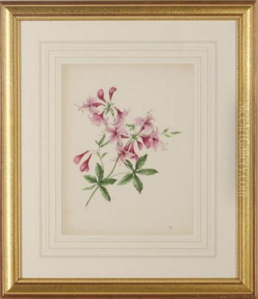 [floral Studies]: Eight Plates Oil Painting by William Badger