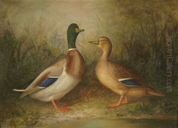 Mallard Duck Along The Shore Oil Painting by Richard La Barre Goodwin