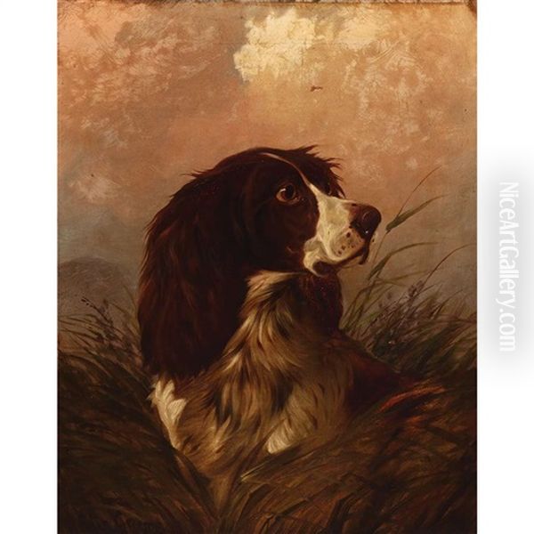 Spaniel In High Grass Oil Painting by Colin Graeme